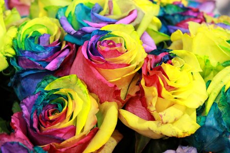 Rainbow rose gold rose artificial