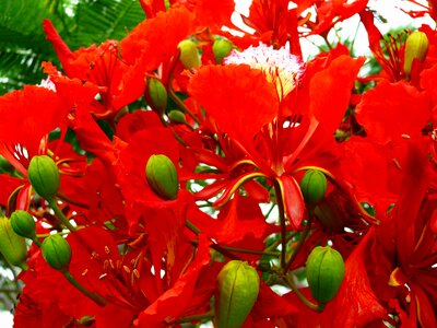 Delonix regia flowering plant fabaceae photo