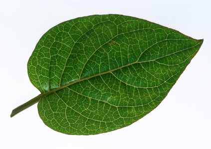 One green leaf isolated on white background photo