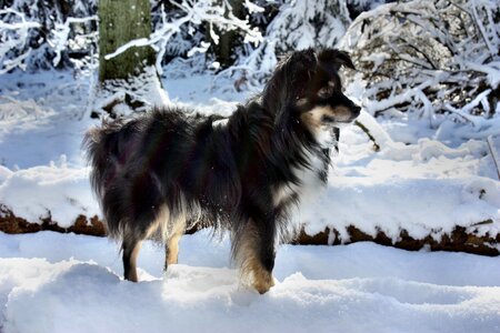 Dog australian shepherd mini snow photo