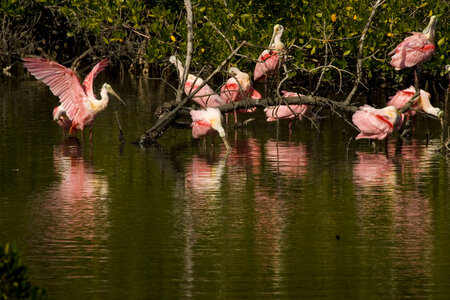 Roseate Spoonbills photo