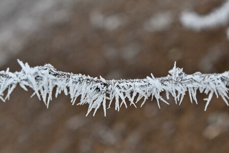 Branch cold freeze photo