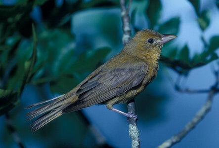 Summer tanager-3