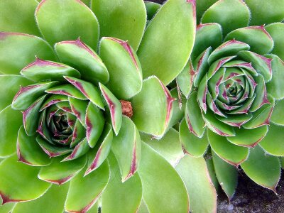Green ornamental plant garden