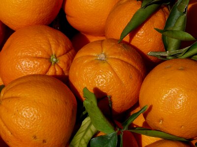Citrus fruits vitamins food