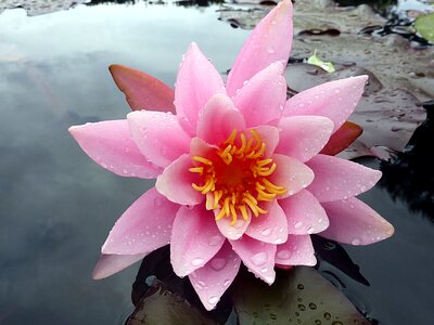 Water lily pink aquatic plant