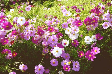 Cosmos plants flowers