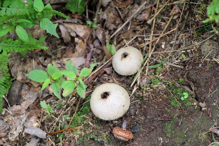Forest mushrooms photo