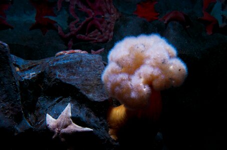 Underwater animal tropical