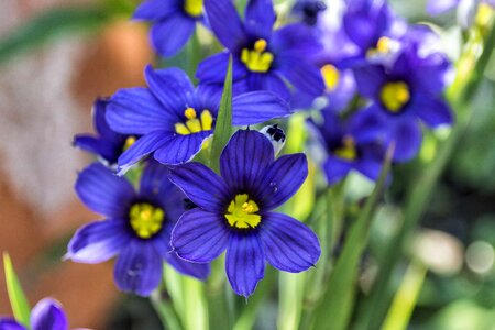 Beautiful Flowers biology bloom