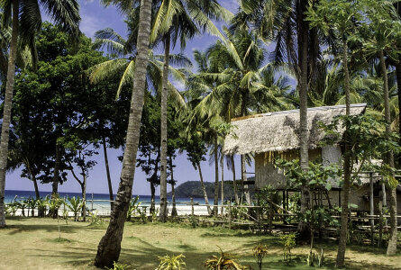 Hut surrounded by Tropical Palm Trees in the Philippines photo