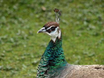 Peacock bird head photo