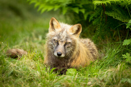 Red fox lying in the grass