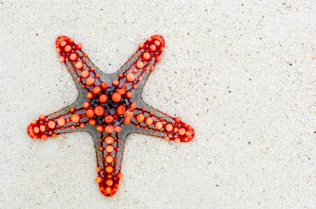 Starfish Beach Animal photo