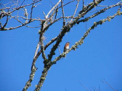 Wildlife songbird wild photo