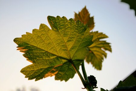 Veins green-gold stalks