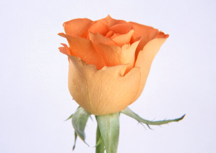 Beautiful orange rose photo