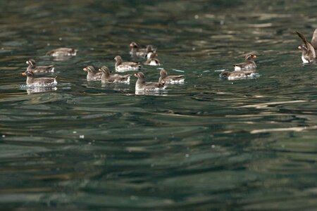 Bird parakeet water photo