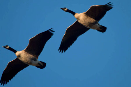 Canada Geese photo