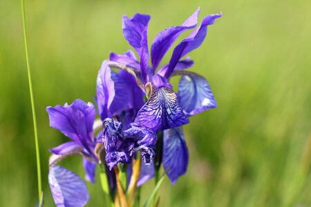 Lily flower purple