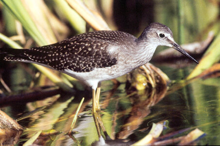 Lesser yellowlegs in wetlands photo