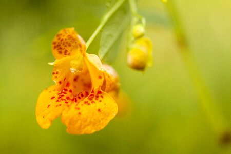 Cape Jewelweed