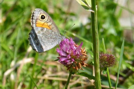 Lasiommata maera red clover underside of wings
