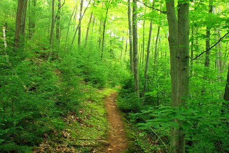 Branch ecology environment photo