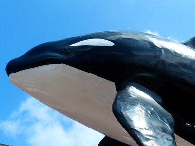 Orca wal head photo