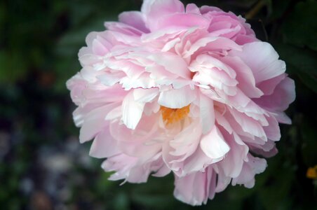 Blossom bloom plant
