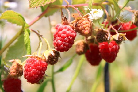 Ripe vine red