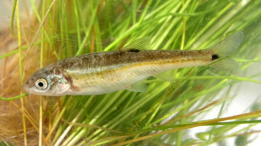 Aquatic environment fish