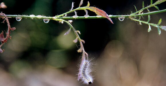 Animal arthropod biology photo