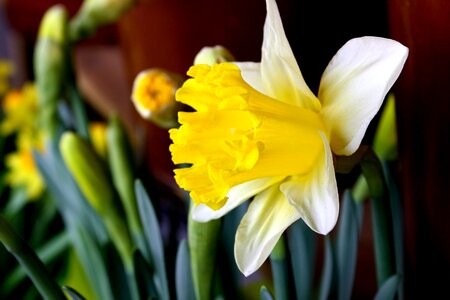 Daffodil flora flower photo