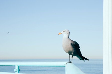 Seagull photo