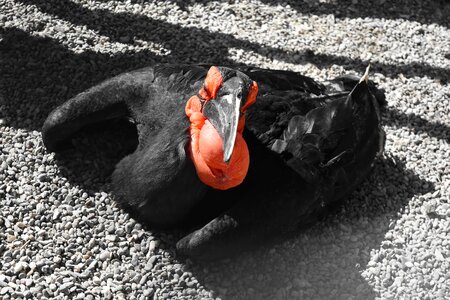 Bird black shadow