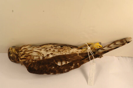 Falco columbarius