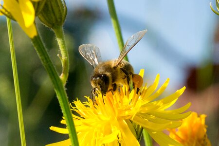 Yellow flower insect photo