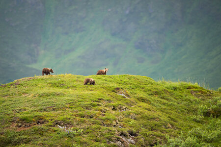 Kodiak bear-1
