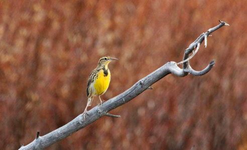 Western Meadowlark