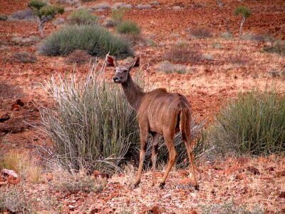 Antelope female 