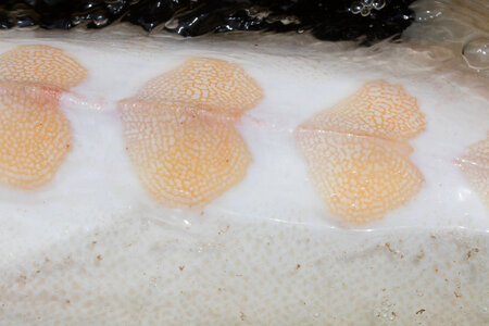 Gulf sturgeon-1