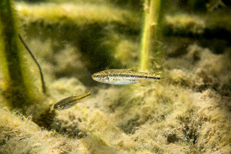 Ash Meadows Speckled Dace-2 photo