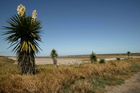 Cactus plant yucca