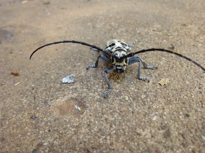 Bug small antennae photo