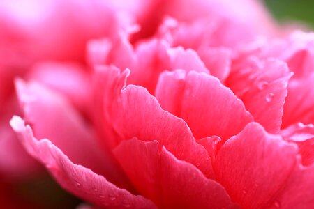 Beautiful Flowers bloom blooming photo