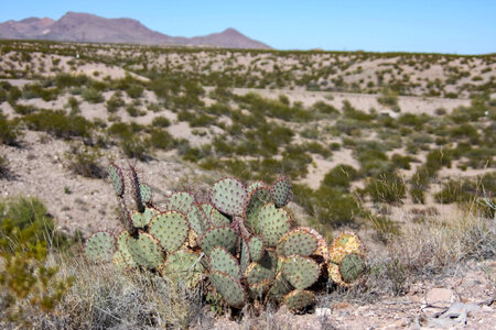 Prickly Pear Cactus growing around the Point of Lands