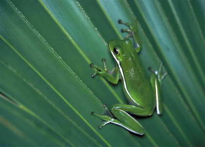 Amphibia frog greenery photo