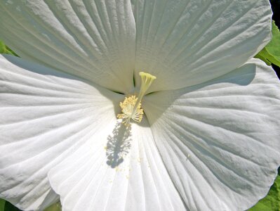 Floral plant leaf