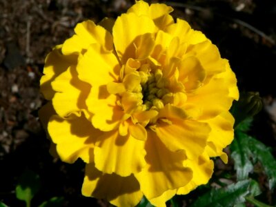 Bloom blossom blossoming